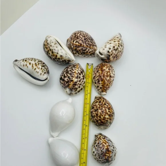 10 Cowrie Tiger & White Sea Shells approximately 2” to 3” or Turtle Shells - Picture 11 of 11